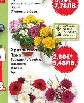 Букет лалета