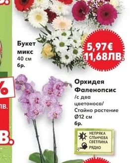 Хризантема Трио