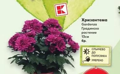 Хризантема Gardenza