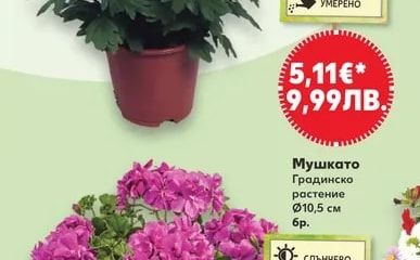 Мушкато