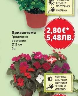 Хризантема