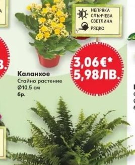 Каланхое