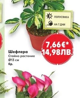 Шефлера