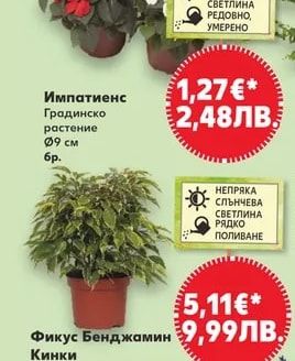 Импатиенс