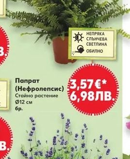 Папрат (Нефролепсис)