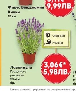 Лавандула