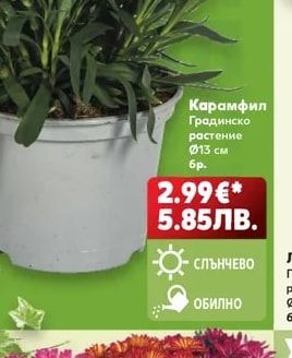 Лавандула