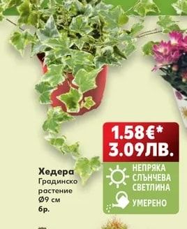 Хедера