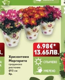Хризантема Маргарита