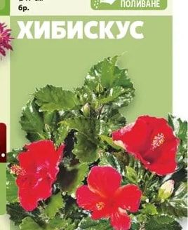 Хибискус