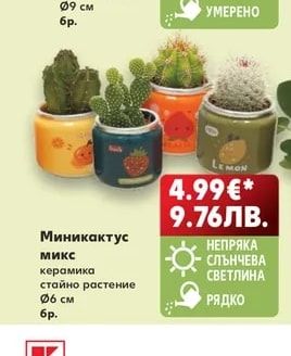 Миникактус микс