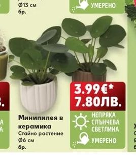 Минипилея в керамика