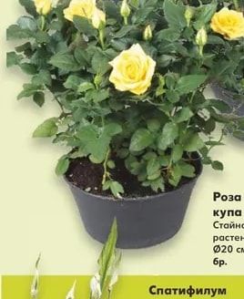 Роза в купа