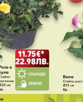 Каланхое