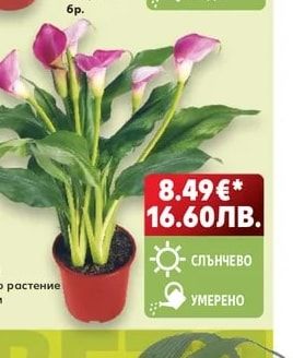 Кала