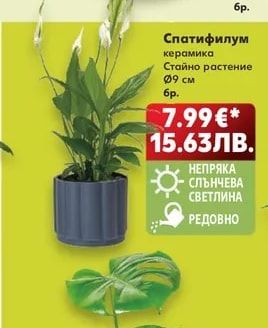 Спатифилум