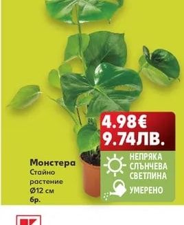 Монстера