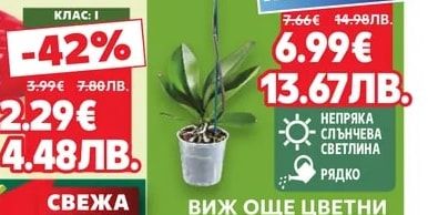 Роза куатро