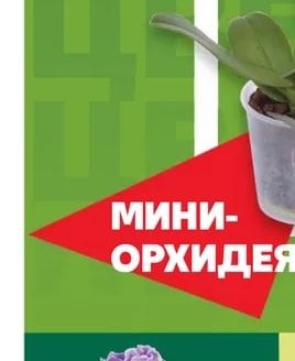 Миниорхидея