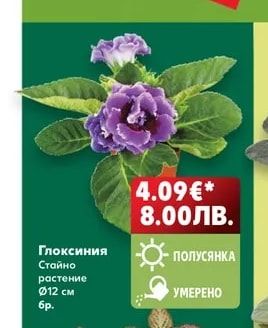 Глоксиния