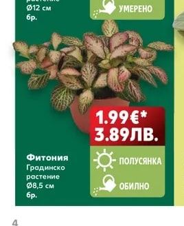 Фитония