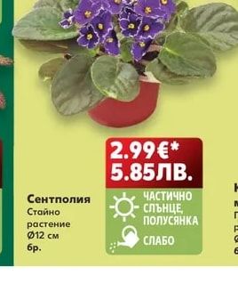 Сентполия