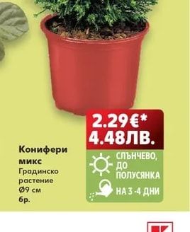 Конифери микс