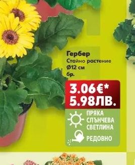 Бегония