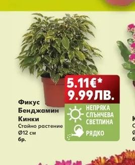Фикус Бенджамин Кинки