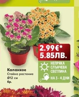 Каланхое