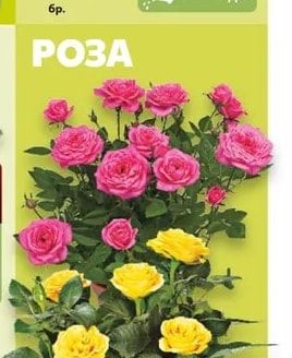 Роза