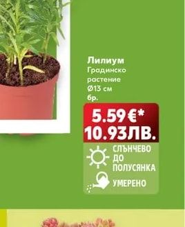 Лилиум