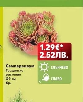 Семпервивум