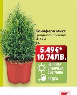 Конифери микс
