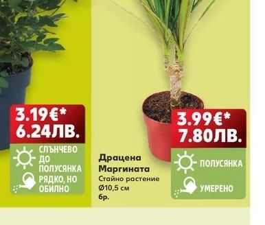 Драцена Маргината