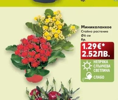 Миникаланхое