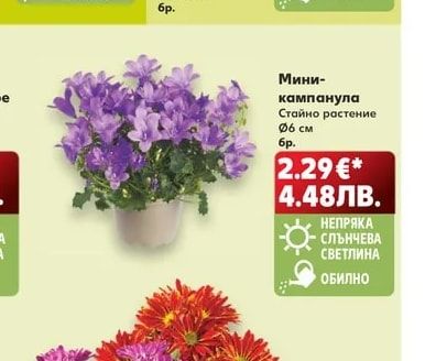 Мини-кампанула