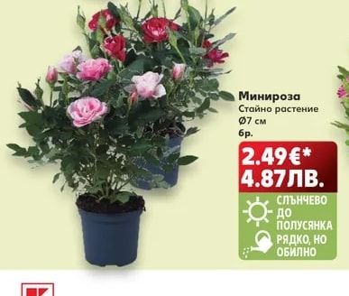 Минироза