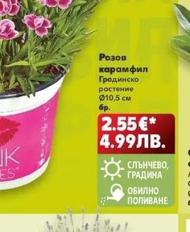 Орхидея Фаленопсис