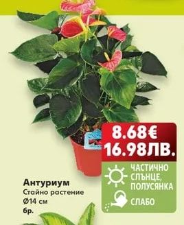 Антуриум