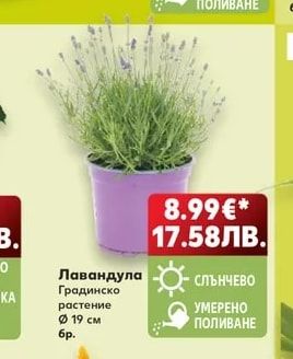 Лавандула