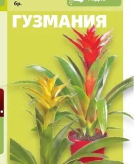 Гузмания в керамика