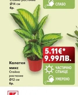 Калатея Микс