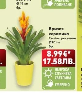 Вризея керамика