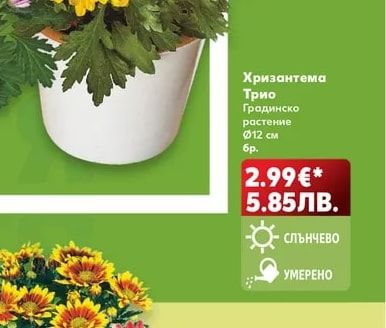Хризантема Трио