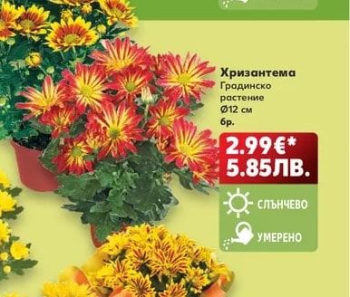 Хризантема
