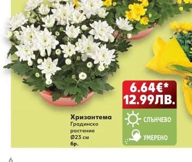Хризантема