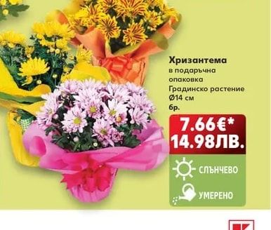Хризантема