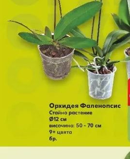 Орхидея Фаленопсис