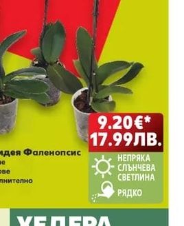 Цветна орхидея Фаленопсис